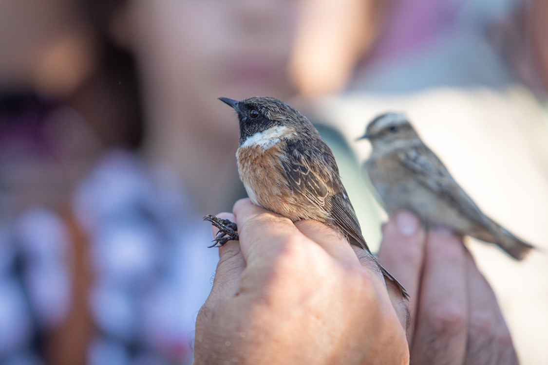 Sagres Birdwatching Festival Returns In October 2021 Essential Algarve
